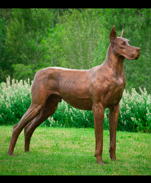 Great Dane - thumbnail
